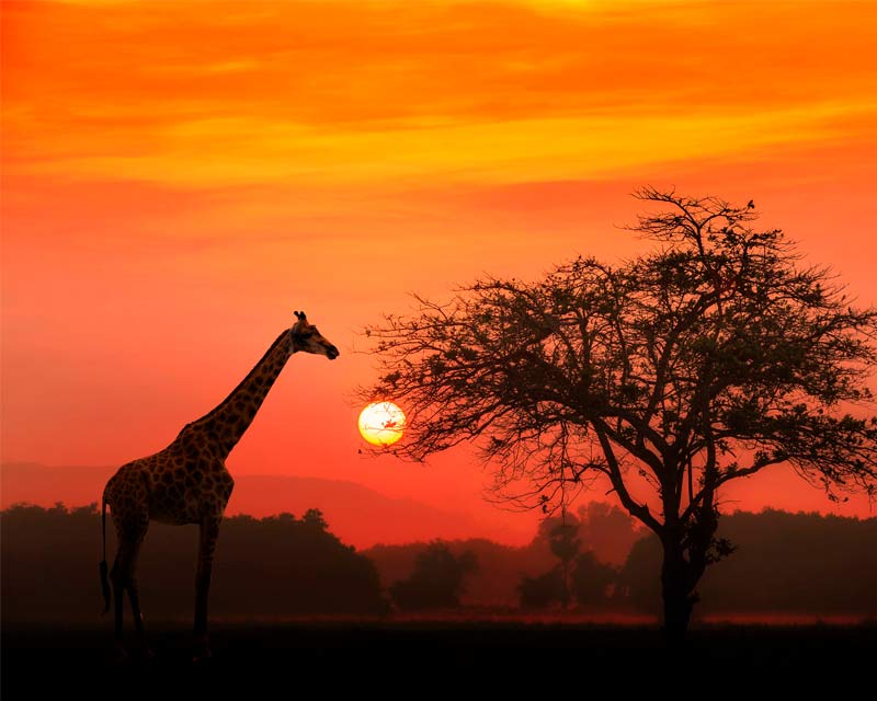 pôr do sol com uma girafa, típica de reservas naturais na África do Sul